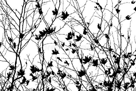 Leafless Tree Blanches in Black and White. Stock Photo - Image of mood, environment: 205345664