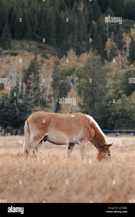 Beautiful Horse Eating Grass Stock Photo - Alamy