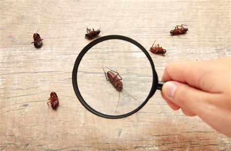 Pest Control: Cockroach Infestation on the Rise - Martin's Pest Control