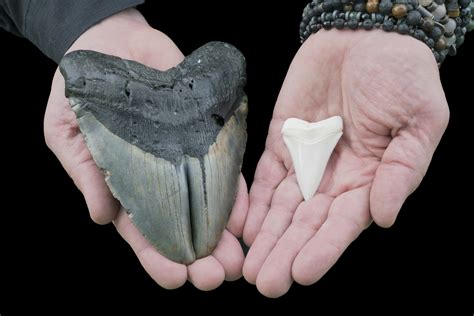 Megalodon Tooth Size