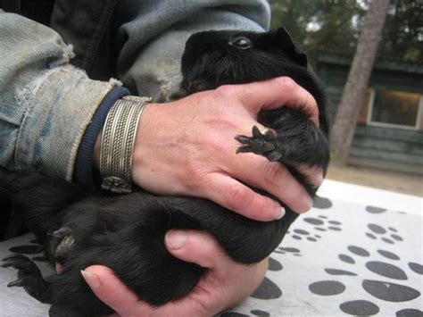 geslacht cavia bekijken. | Cavia