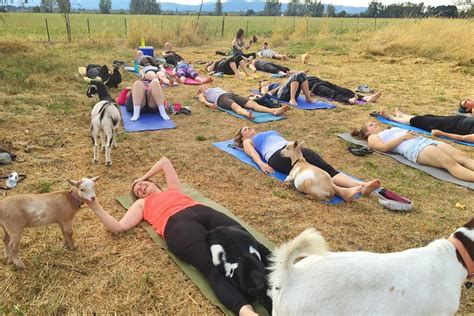 Farm fresh air, downward dog – and goats? This is most definitely a combination you never ...