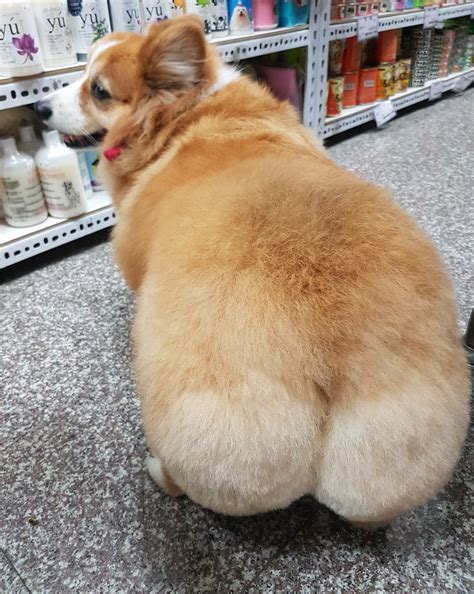 Check Out This Cute Corgi's Jiggling Butt