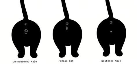 How to Tell the Sex of a Cat - A Cat Sexing Guide - Tuxedo Cat