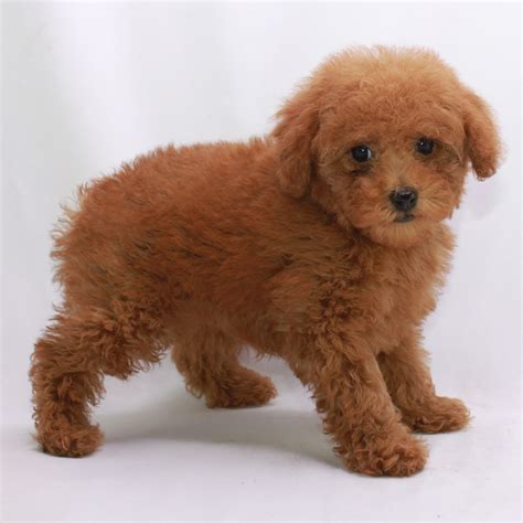 Red Poodles & Red Poodle Puppies at Scarlet's Fancy Poodles