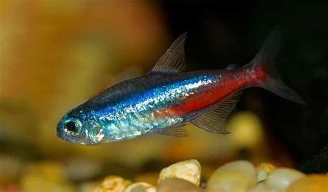 The Ultimate Guide To Sucessfully Keeping Neon Tetras | Fishkeeping Advice