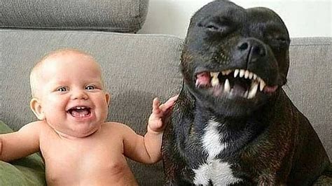 Pit Bull Protects Baby Compilation - YouTube