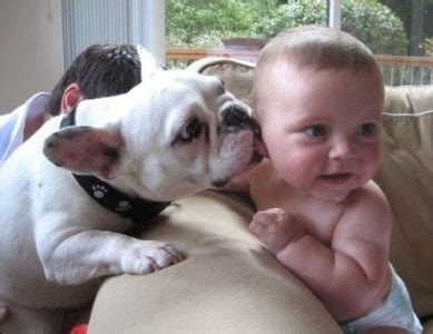 Dog Kisses Baby 2 - 1Funny.com