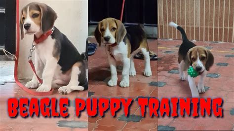 Beagle Puppy Training 😍😍😍 - YouTube