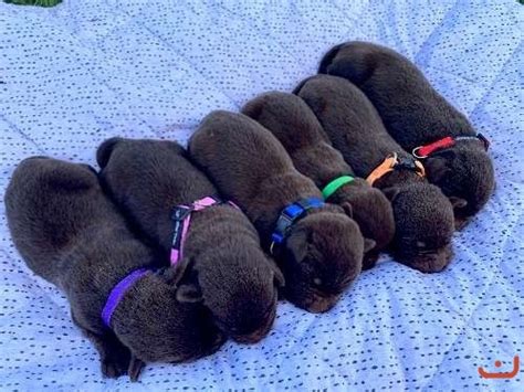 Chocolate Labrador Puppies puppies for sale on pups4sale.com.au