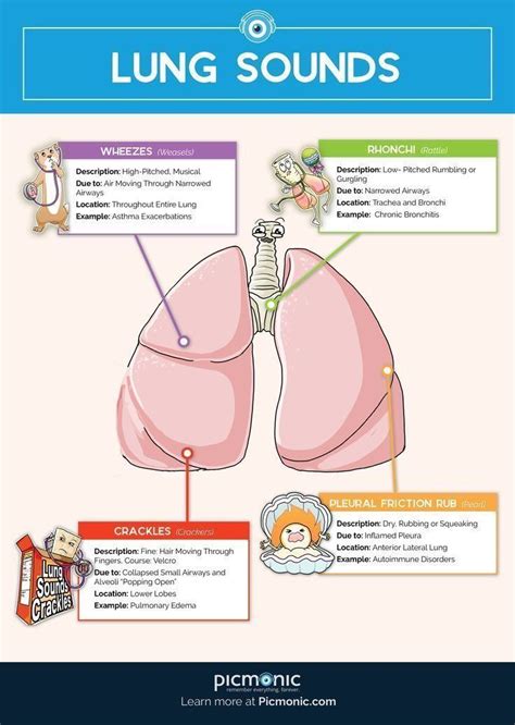 Breath Sounds | Nursing school survival, Nursing school notes, Nursing students