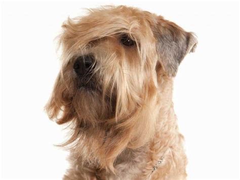 What Is A Whoodle? A Poodle And Soft-Coated Wheaten Terrier Mix