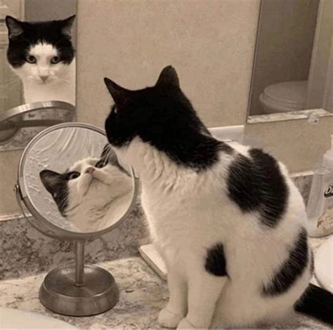 Create meme "cat , cat , the cat in the mirror meme" - Pictures - Meme ...