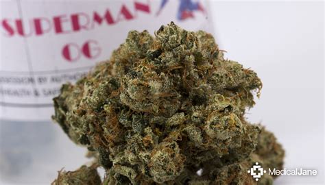 Superman OG Marijuana Strain (Review)