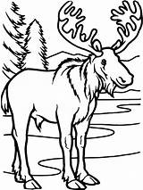 Free Printable Moose Coloring Pages For Kids sketch template