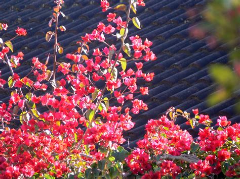 Bougainvillea Over Roof Tiles Free Stock Photo - Public Domain Pictures