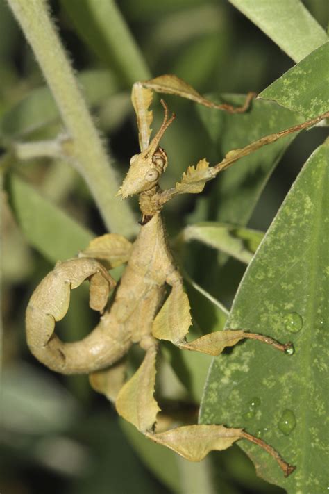 A Spiny Stick Insect uses its amazing leaf-like limbs to blend into the ...