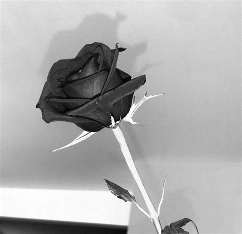 black and white rose #Aesthetic #Black #White #Rose | Black and white ...