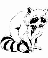 Raccoon coloring Page  Free Printable Coloring Pages sketch template
