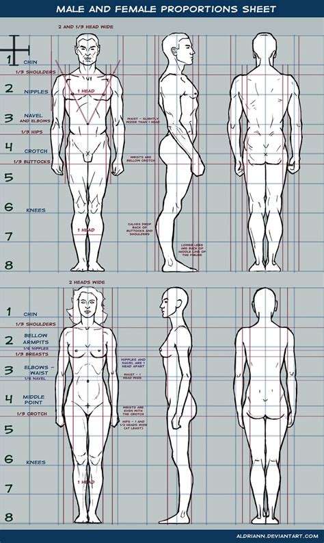 Male and female proportions sheet by Aldriann on DeviantArt