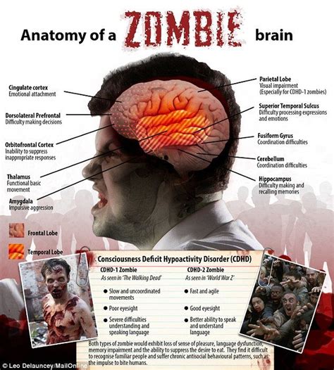 Neuroscientists reveal the anatomy of the undead's brain, propose ...