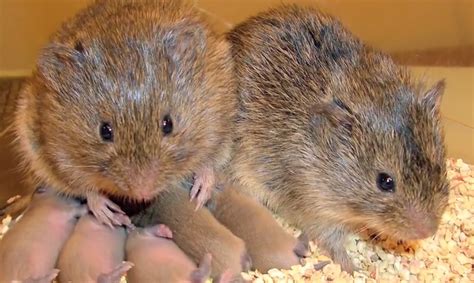 What Drunk Prairie Voles Can Tell Us About Booze And Relationships ...