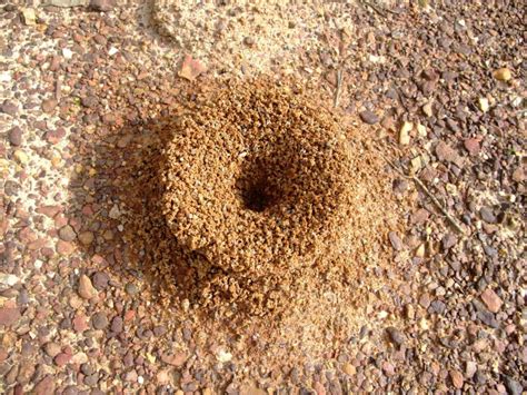 Why do Ants Build Mounds? (And How are they Built?) – Fauna Facts