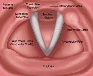 false vocal cords – Liberal Dictionary