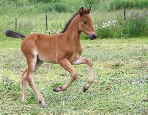 Baby Horse: What is It Called, Facts, Pictures