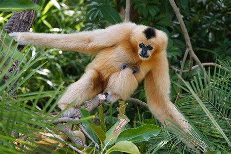 White-Cheeked Gibbon (Hylobates leucogenys) | Flickr - Photo Sharing!