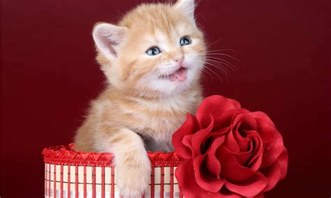 Are Roses Toxic To Cats, Actually? - A-Z Animals