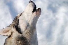 Howling Wolf in snow stock photo. Image of looking, looks - 13228460