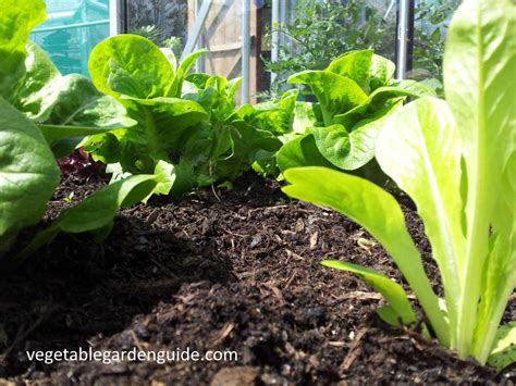 How to grow lettuce - tips, instructions and pictures for a tasty harvest