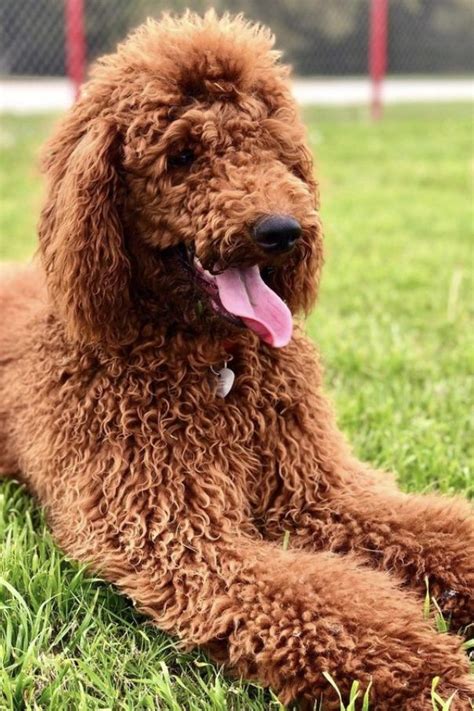 Red Poodle Guide - Everything You Need To Know!