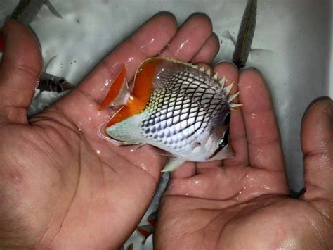 Pearlscale Butterflyfish - Imported marine fish buy online india