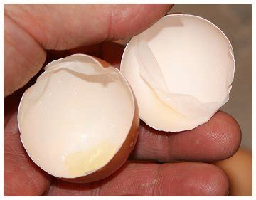 Egg Shell Membrane at Best Price in Erode - ID: 3165759 | Microcore Research Laboratories India ...