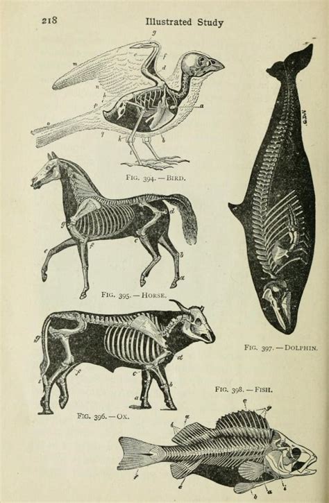 Scientific Illustration — nemfrog: Beginners’ Zoology. 1922. | Scientific illustration, Animal ...