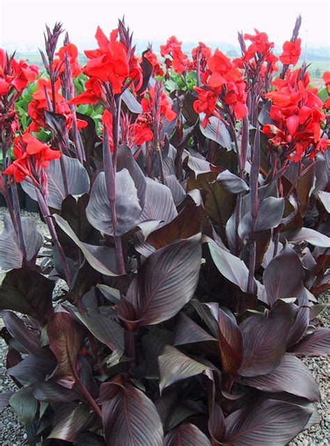 Exotic looking Canna Lily grow tall and have vibrant coloured blooms in ...