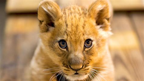 Male lion cub born at Fort Worth Zoo | wfaa.com