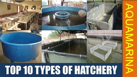 Top 10 different types of fish Hatchery - YouTube