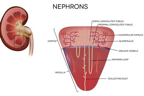 définition néphron – rôle du néphron – Brandma