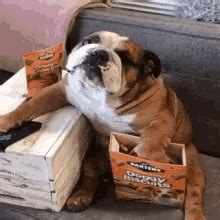 Fat Dog Gif Animated