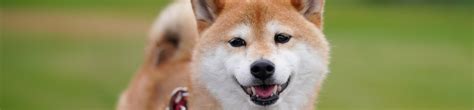 Shiba Inu temperament traits - DogShibainu