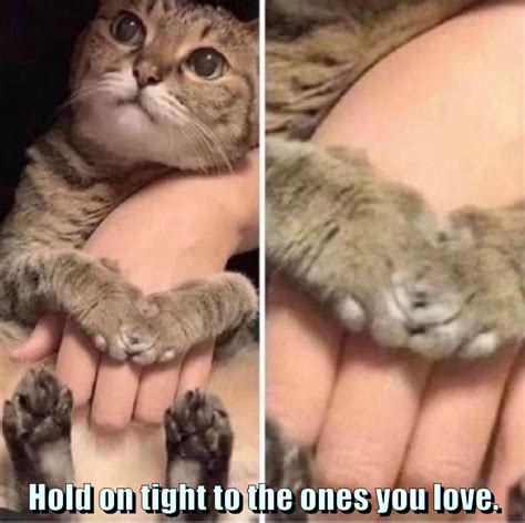 Hold on tight to the ones you love. - Lolcats - lol | cat memes | funny ...