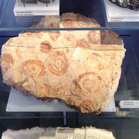 Stromatolite: Stromatolites are fossils of some of the oldest forms of life on the planet ...