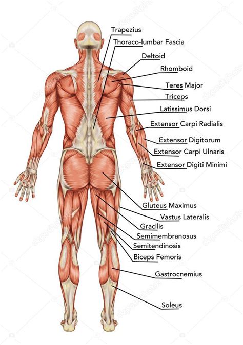 Anatomia do corpo masculino sistema muscular Vista posterior? didática Body Muscle Anatomy ...