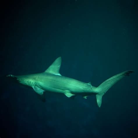 Hammerhead Shark | This photo was taken at the Monterey Bay … | Flickr