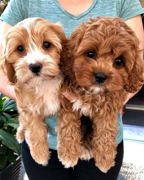 Cavapoo Puppies: Information, Characteristics, Facts, Videos #cavapoo #cavapoopuppies # ...