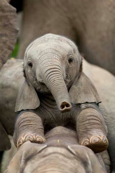 Elephant Calf | Cute animals, Cute baby animals