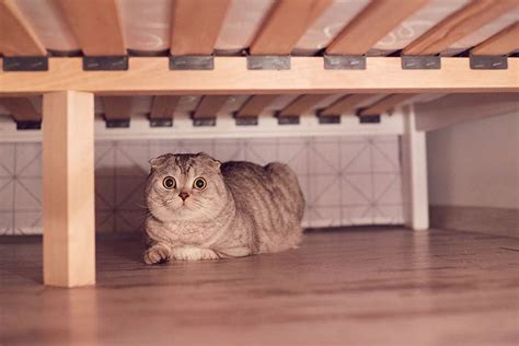 Why Is My Cat Hiding Under the Bed? 5 Common Causes & Solutions | Hepper